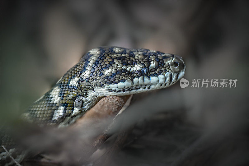 地毯蟒(morrelia spilota)